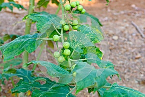 Green organic berry eggplant on branch