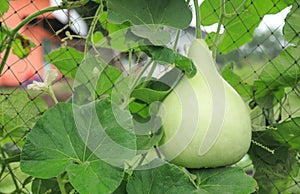 Green organic bottle gourd hanging in wire