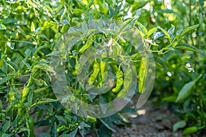 Green organic chili pepper in organic garden