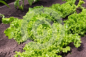Green organic lettuce leaves in a vegetable garden