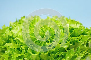 Green organic lettuce salad on a blue background