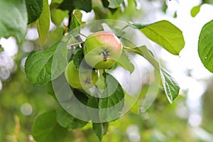 Green organic orchards with rows of apple trees.