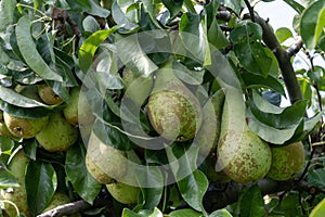 Green organic orchards with rows of Conference pear trees with ripening fruits in Betuwe, Gelderland, Netherlands