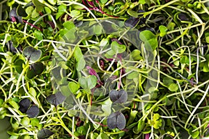 Green Organic Raw Microgreen Sprouts