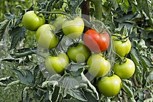 green organic tomatoes