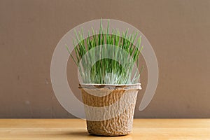 green organic wheatgrass in the recycled paper pot on wood table and brown wall