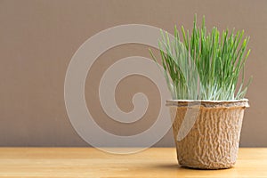 Green organic wheatgrass in the recycled paper pot on wood table