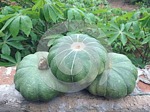 Green organics pumpkins