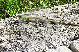 Green Oriental Garden Lizard, eastern garden lizard or changeable lizard on the rock against green background in natural garden in
