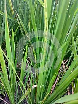 green orizae sativa fields evening day