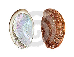 Green ormer, Haliotis tuberculata