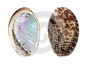 Green ormer, Haliotis tuberculata