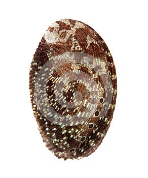 Green ormer, Haliotis tuberculata