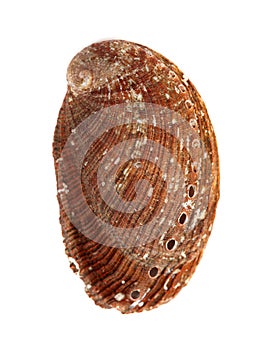 Green ormer, Haliotis tuberculata