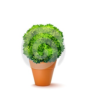 Green Ornamental Bush
