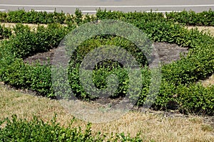 Green ornamental bushes in a pattern on dry grass
