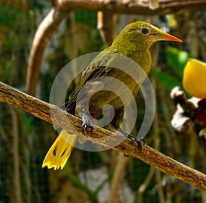 Green oropendola, Psarocolius viridis with pale bill with an orange tip sits on the tree branch.