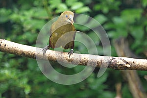 Green oropendola