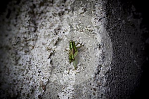 Green Orthoptera grasshopper on a concrete wall.