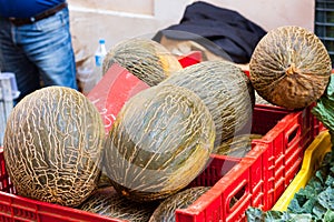 Green oval Santa Claus melons also known as `piel de sapo` `toad skin` melons for sale at Sineu market, Majorca