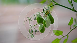 Green ovary of tomatoes grown in a pot at home