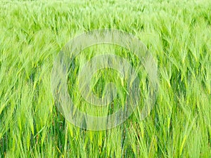 Green overflowed agriculture field