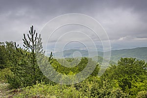 Green overgrowth of Kopaonik mountain 1