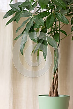 Green Pachira Aquatica Money Tree with a braided tree trunk on a Brown Interior Background