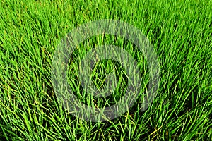 green paddy background