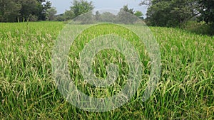 Green Paddy crop in india photo