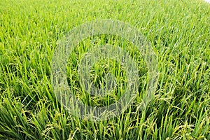 Green paddy field