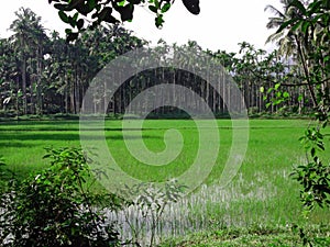 Green Paddy field with coconut and arecanut palms in the background