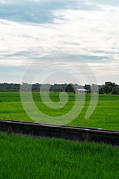 Green paddy field with a little house in the background