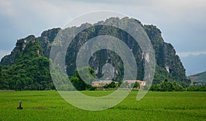 Green paddy field with mountain bacground in Moc Chau