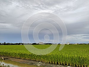 Green paddy field at Sekinchan, Selangor