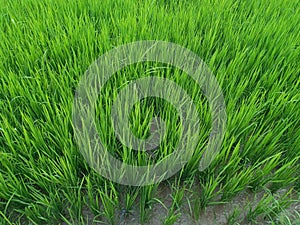 Green Paddy Field During Winter Season photo