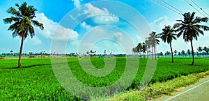 Green paddy fields against the backdrop of blue sky in Tadepalligudem, West Godavari, Andhrapradesh, India.