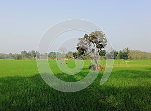 Green and green paddy fields all around