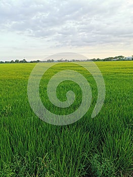 Green paddy fieldâ€‹ Riceâ€‹ frams