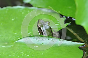 Green Paddy Frog from back