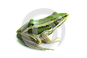 Green paddy frog ,Leaf frog, Common green frog,  Tree frog, Hylarana erythraea a small amphibian species isolated on white