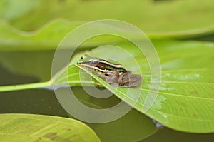Green Paddy Frog side view