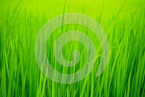 The green paddy grass