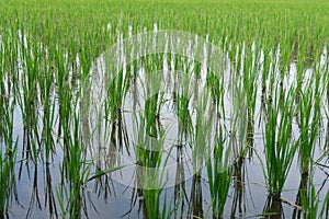 Green paddy planted in rice field
