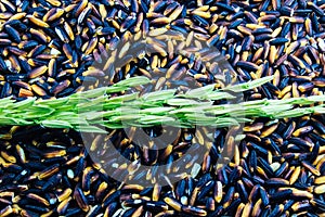 Green paddy rice on Black Purple Rice Background