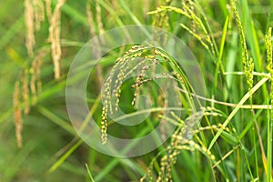 Green paddy rice in field