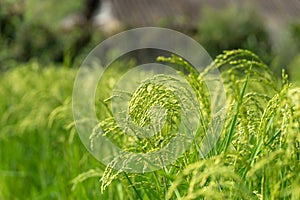 Green paddy rice in field