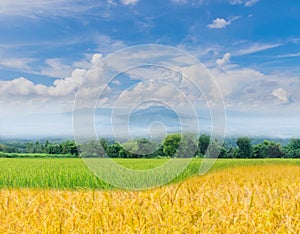 Green paddy rice field , ripe of brown paddy rice field with beautiful sky and cloud, Thailand`s fuji mountain