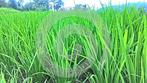 Green paddy in rice field. Spring and Summer Background photo