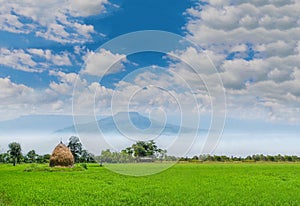 green paddy rice field with the straw, animal feed, the beautiful sky cloud, and Thailand fuji`s mountain